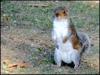Squirrel Sidmouth Church FZ82 P1000739.JPG Squirrel Sidmouth Church FZ82 P1000739.JPG