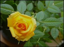 Flower on Susies rose bush FZ82 P1000803.JPG Flower on Susies rose bush FZ82 P1000803.JPG