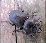 Beetle on shed patio Ixus 70 IMG_4320.JPG