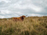 038 Highland Cow under Gt Trowlesworthy Tor 02-8924 PS Adj.JPG 038 Highland Cow under Gt Trowlesworthy Tor 02-8924 PS Adj.JPG