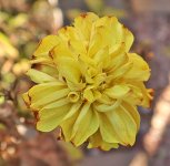 Dahlia (2).jpg