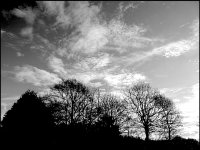 Trees against blue sky and cloud TZ70 TZ70 P1030518.JPG Trees against blue sky and cloud TZ70 TZ70 P1030518.JPG