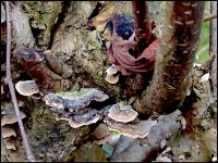 Fungus on tree TZ70 P1030851.JPG