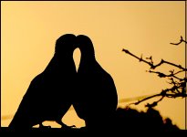 Pigeons kissing in silhouette TZ70 P1030357.JPG
