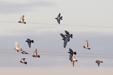 P9285428-1k.jpg
