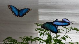 04-10-2022 Butterfly World 4.jpg