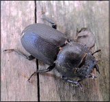Beetle on shed patio Ixus 70 IMG_4320.JPG Beetle on shed patio Ixus 70 IMG_4320.JPG