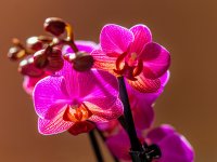 Orchids---Intense.jpg