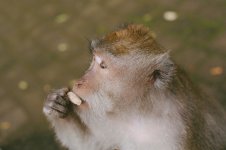 000006220037 Large.jpeg