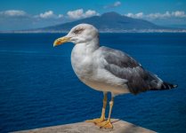 Naples Bay Gull_1907.jpg