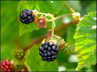Blackberries on leaves P1011224.JPG
