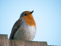 Robin Up Close.jpg