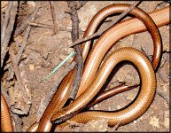 Slow worms in the composter A65 DSC00098.jpg