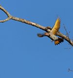 Northern Flicker (Yellow shafted)_1.jpg