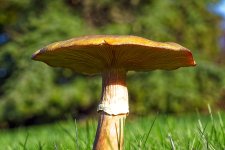 Autumnal-3.jpg