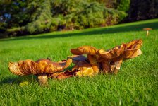 Autumnal-1.jpg