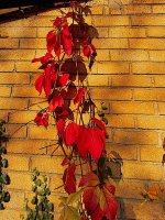 Autumnal-4.jpg