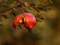 20221104-OB040017-autumn.jpg 20221104-OB040017-autumn.jpg