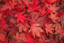 Week 44 Autumnal.JPG