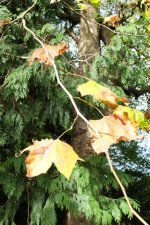 DSCF6391.JPG