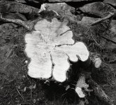 Trunk.jpg