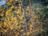 Axe Pond (8 of 10) - B0001473_1024.jpg