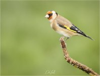 IMG_0061-DeNoiseAI LR CS6 JP tp.jpg