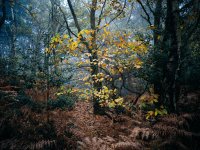 Caesars Camp Fog_1024 (1 of 3) - B0001718.jpg