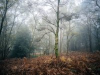 Caesars Camp Fog_1024 (3 of 3) - B0001767.jpg