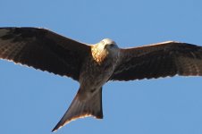 PB122086-1k.jpg