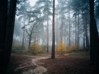 Frensham Fog _ 1024 (2 of 4) - B0001890.jpg