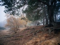 Frensham Fog _ 1024 (3 of 4) - B0001922.jpg