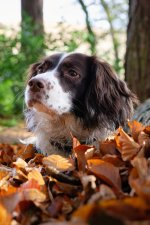 A Bed Fit For an English Lady.jpg