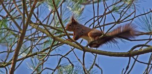 newborough_forest_squirrel.jpg
