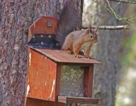 newborough_red_squirrel.jpg