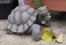 Tortoise 01.jpg