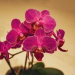 M&S-Orchids.jpg