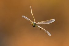 DSC04089_dragonfly-in-flight-n.jpg