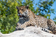 29-07-2022 Panthera Onca - Jaguar.jpg