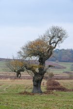 P1025164 edited (Custom).jpg