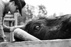Bull and Rider.jpg