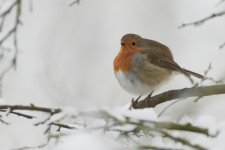 Robin in snow.jpg