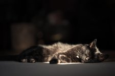 Vieux Misty 1024-01809.jpg