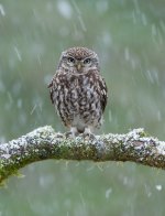little owl in snow .jpg