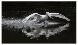Swan Landing.jpg