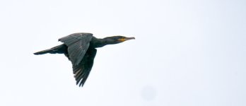 Cormorant In Flight.jpg