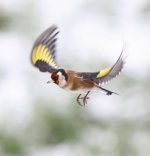 IMGL0195 WEB JP TP.jpg