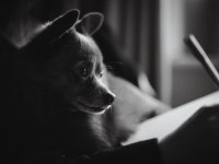 ChristmasDogs (3 of 4) - B0003758.jpg