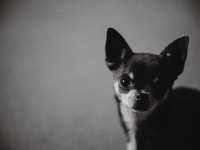 ChristmasDogs (4 of 4) - B0003762.jpg