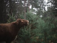 crookham church cows (1 of 4) - B0003865.jpg
